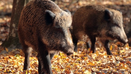 Un fermier din Arad a cerut împușcarea mistreților din cauza pestei porcine. Bărbatul a vorbit și cu Petre Daea