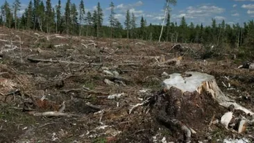 11 suspecţi reţinuţi în Argeş pentru tăieri ilegale şi furt 