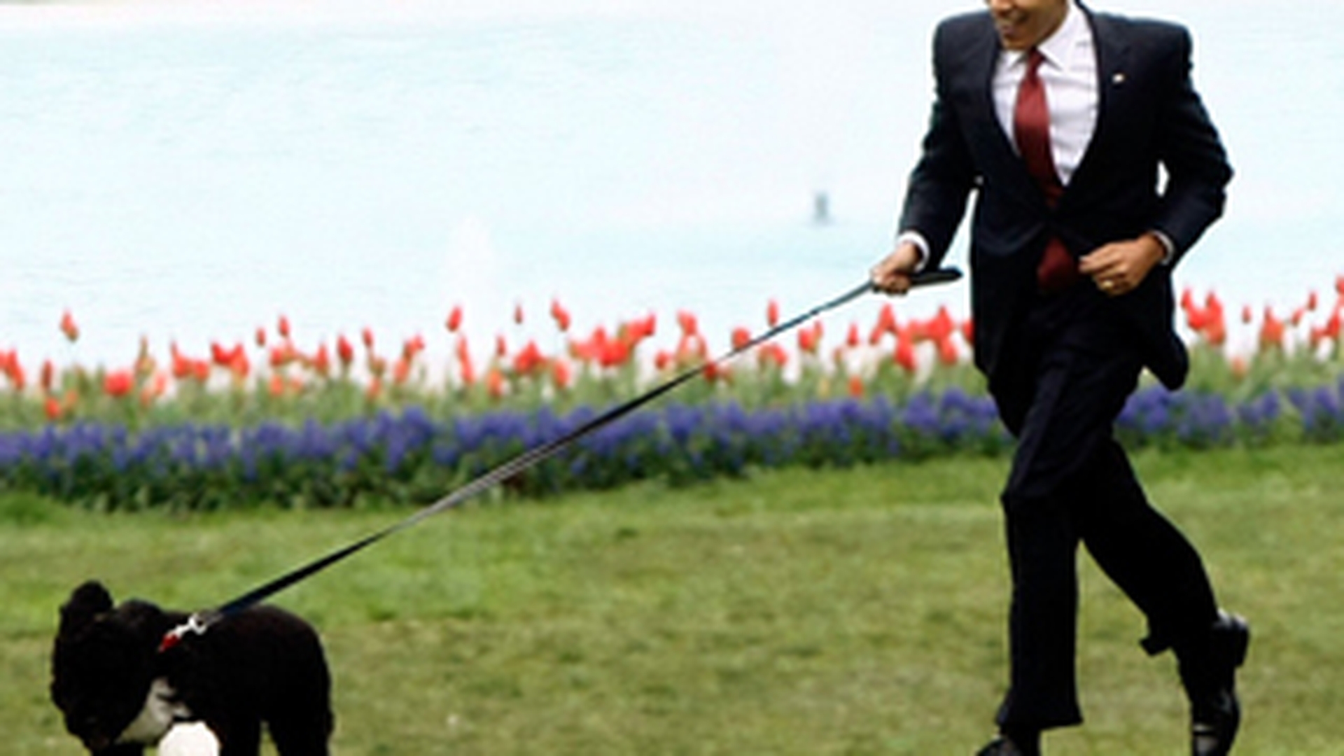 Barack Obama strange fecalele cainelui sau, cand il plimba prin gradina Casei Albe