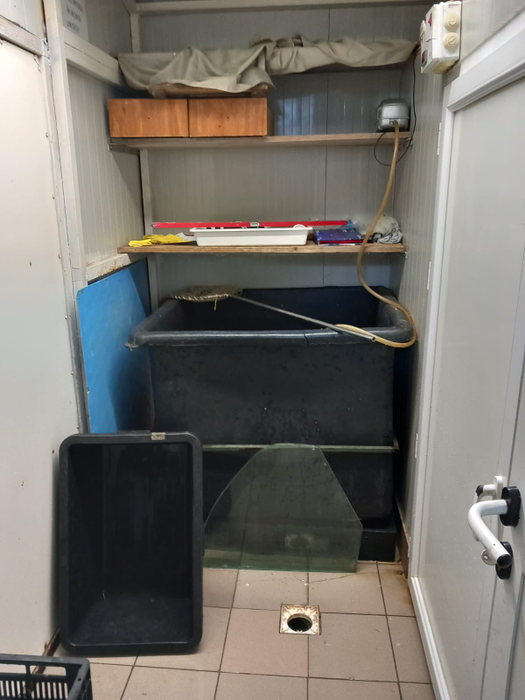 Piedone a luat magazinele cu pește la control, înainte de Florii! A găsit GÂNDACI, icre expirate, pești necorespunzători