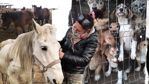 A muncit în străinătate, iar cu banii câștigați a salvat 600 de câini și 100 de cai și măgăruși