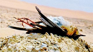 Batut, obligat sa-si ia viata, sa manance albine moarte si sa tina o vrabie putreda in gura, un baiat de 13 ani s-a sinucis!