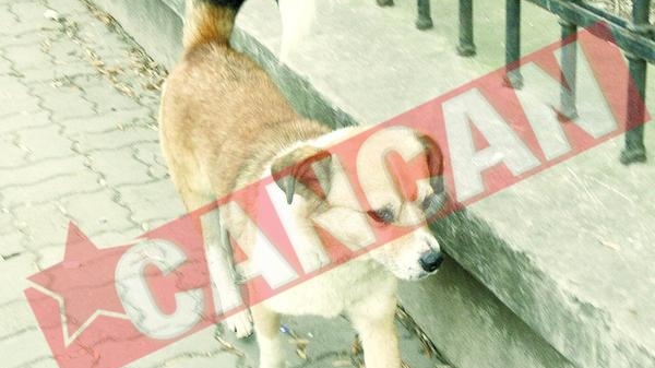 Bucurestenii vor avea "Maidanez hot-line"