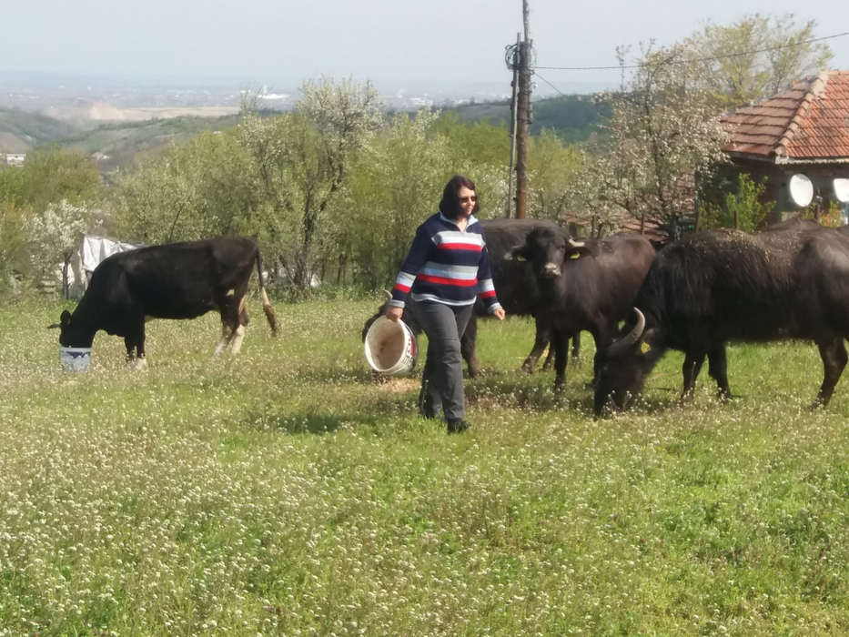 Alina, una dintre puținii crescători de bivolițe