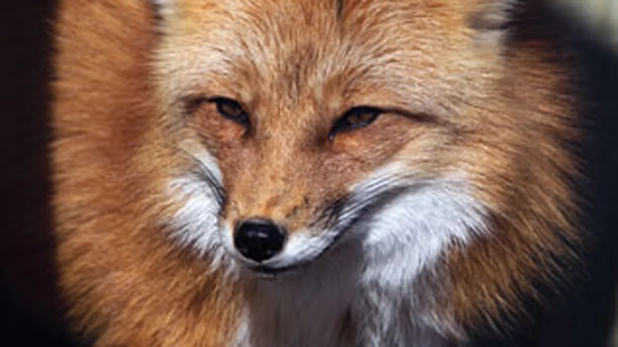 Doua fetite de noua luni, muscate de o vulpe in propria casa din Londra