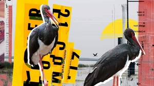 Comoara de pe lacul Bistreț. Au reapărut berzele negre, o specie rar întâlnită în România