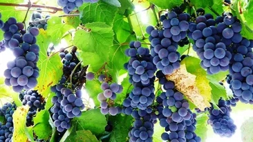 Tragedie într-o familie din Iași! Doi copii au murit după ce au mâncat struguri din grădină. Ce a provocat decesul