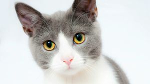 Animalele de companie și sănătatea: Cum ar putea pisicile ajuta oamenii în lupta cu cancerul