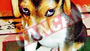 Antidepresive pentru animale