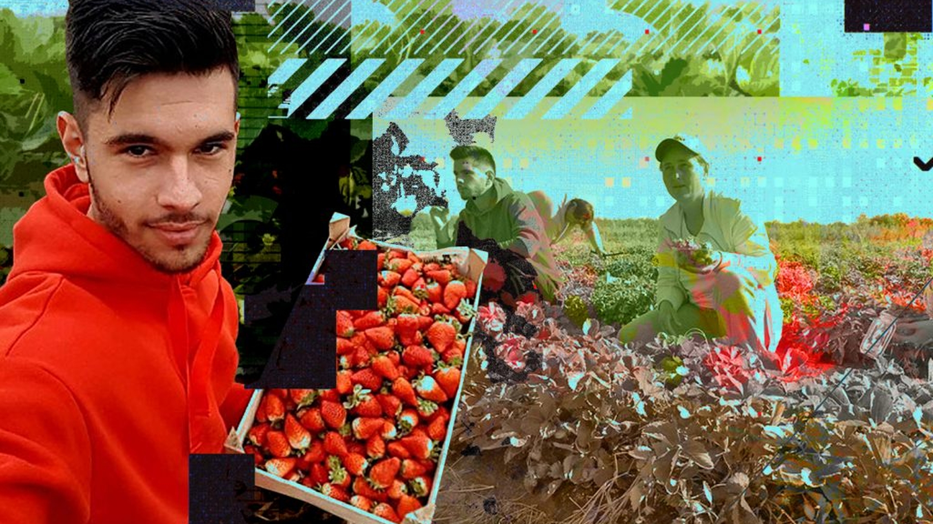 Un student de la Agronomie dă lovitura cu o plantație de căpșuni. Alex a reușit să își aducă acasă părinții care munceau în Italia de 12 ani