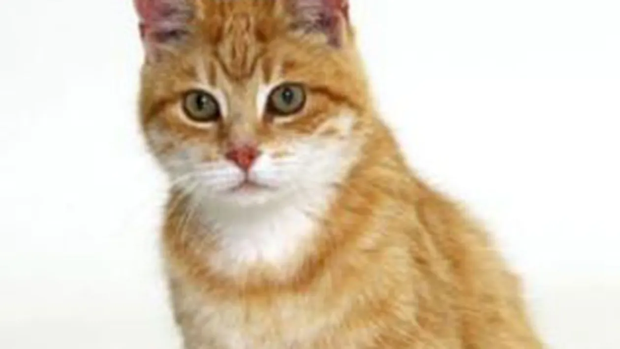 O pisica a sunat din greseala la... politie!