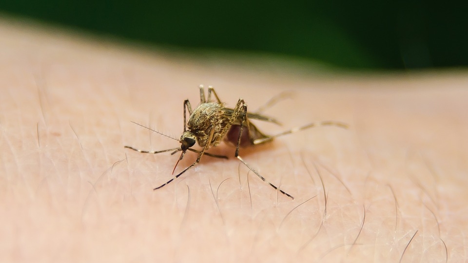 Ministerul Sănătăţii, anunț îngrijorător: 12 cazuri noi de infecție cu West Nile. 2 oameni au plecat