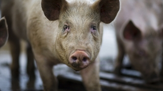 Cadavrele unor porci masacrati au fost gasite pe un camp din Braila!