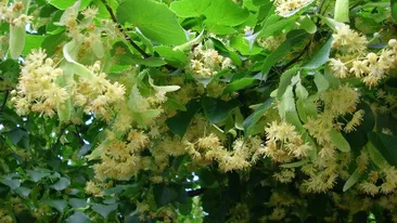 Ea este creatoarea de modă care a făcut o rochie din 1.000 de frunze uscate! Ce sfaturi dă brăileanca