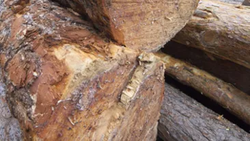 Un baiat de 14 ani din Neamt a murit strivit de un copac!