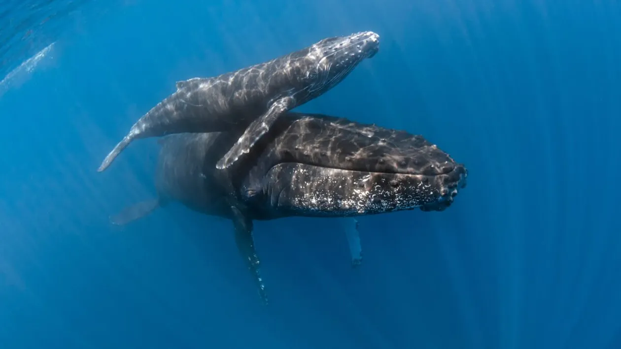 Naștere rară filmată în ocean: balenele își ajută puii să supraviețuiască într-un moment crucial