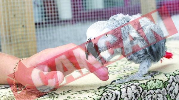 Papagalul care recita poezii pentru copii