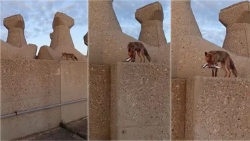 O vulpe curajoasă a ieșit la “pescuit” în Portul Constanța. Cu ce captură a fost filmată de un localnic | VIDEO