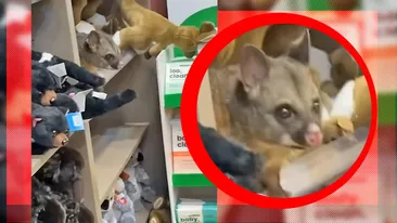 Descoperire neașteptată pe aeroport! Un animal surprinzător, ascuns într-un magazin din aeroport