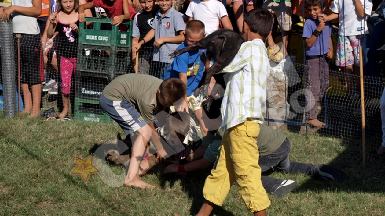 Concurs inedit in Arad: Purcei vanati de copii la Pecica