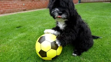 Fă cunoştinţă cu Ronaldog, câinele fotbalist extrem de talentat! 