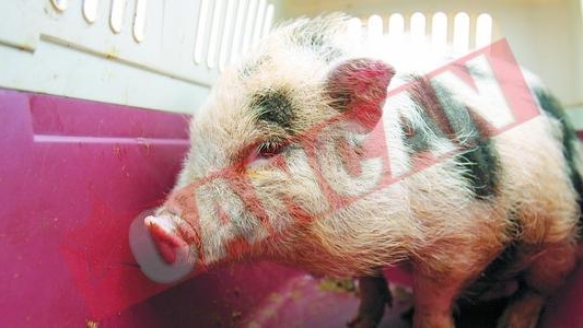 Vinde porci de companie cu 500 de euro