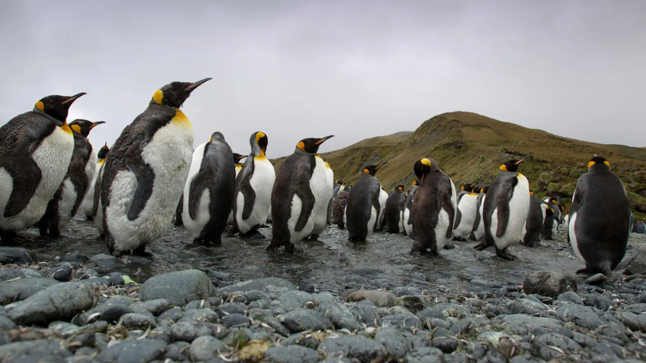 Dispar pinguinii imperiali? Avertismentul alarmant al experților: Antarctica se schimbă dramatic