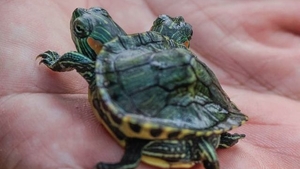 Are două capete, dar stăpânul o tratează ca pe un prieten. Vezi cum arată ţestoasa-dragon! 