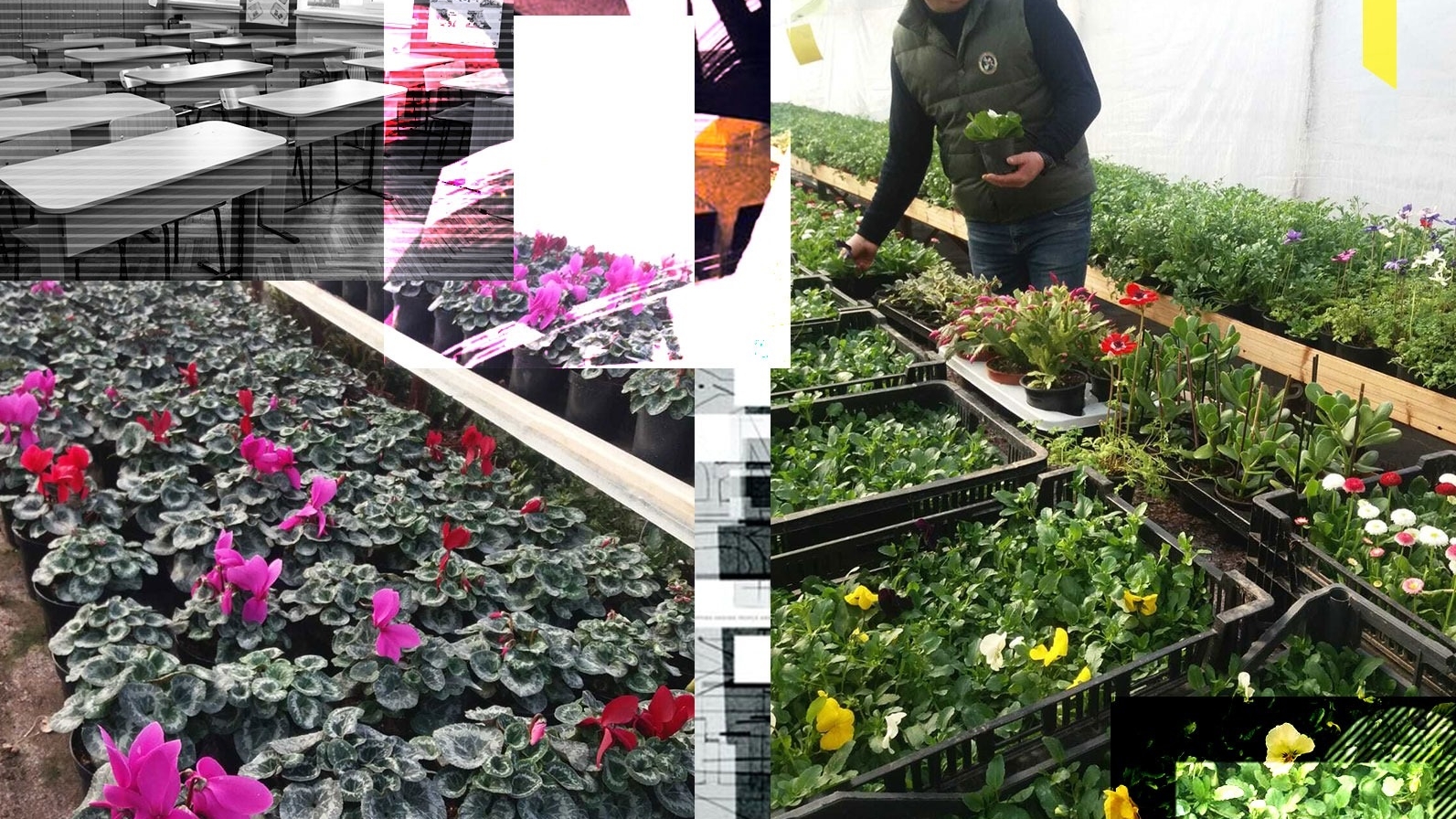 Am pătruns în "incubatorul de flori". Cum se pregătesc de pe acum zilele de 1 și 8 Martie
