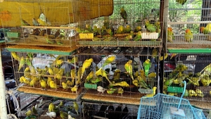 Bancul Zilei | Un tip se duce să returneze un papagal la pet-shop