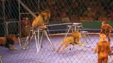 Scene de groaza la circ. Dresorii, la un pas de moarte dupa ce au fost atacati de mai multi lei. Vezi ce s-a intamplat