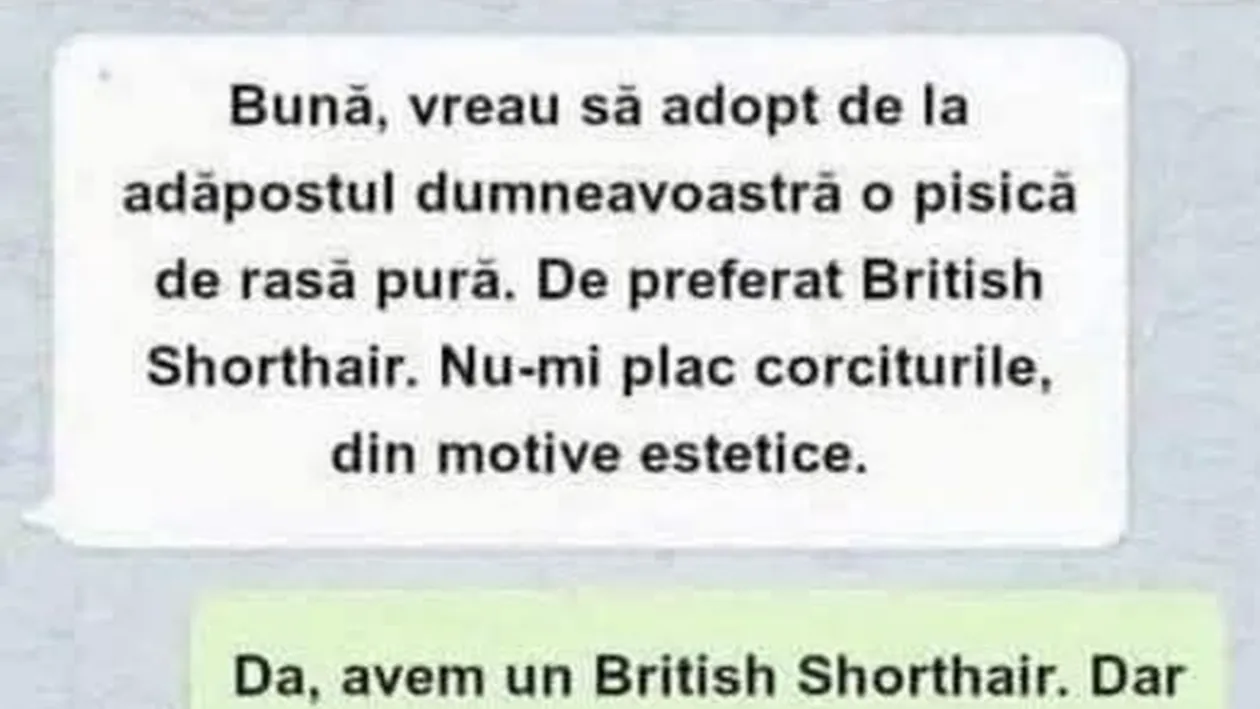 BANC | Vreau să adopt de la adăpostul dumneavoastră o pisică de rasă pură