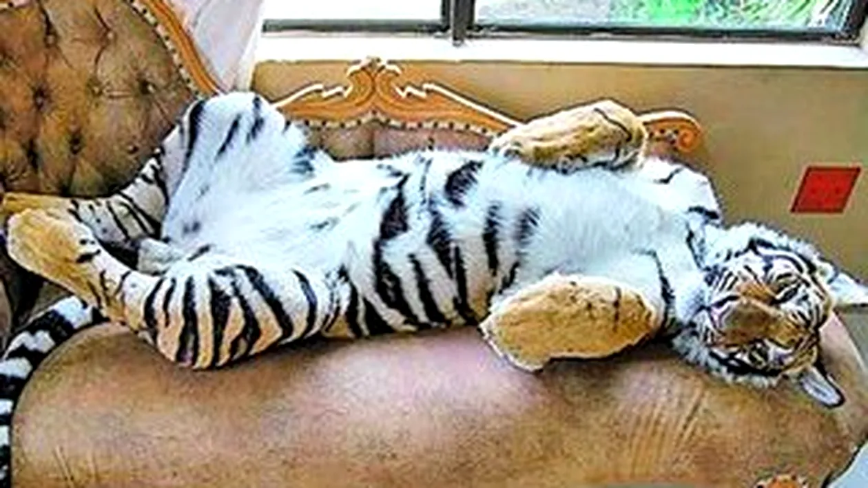 Tigrul, animal de casa