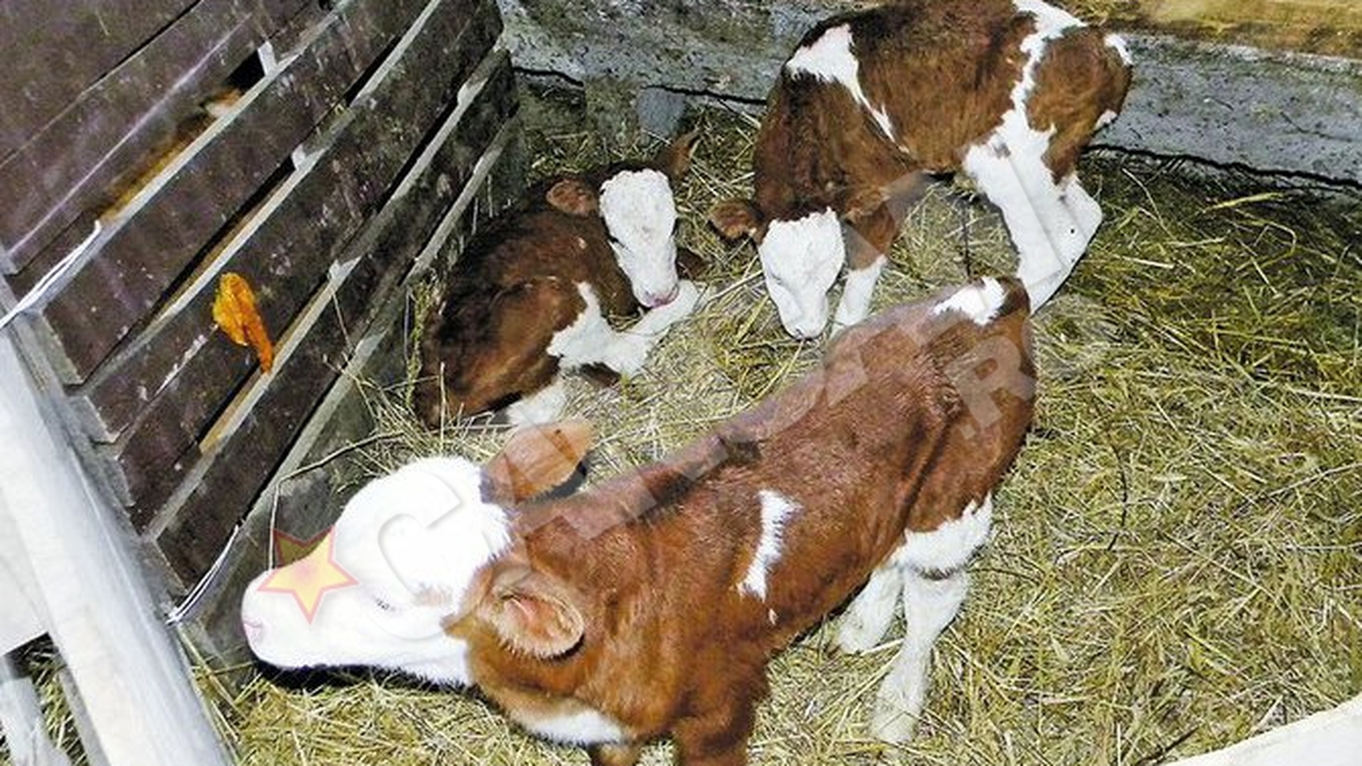Vaca unui fermier din Arini face senzatie. Missy are tripleti!