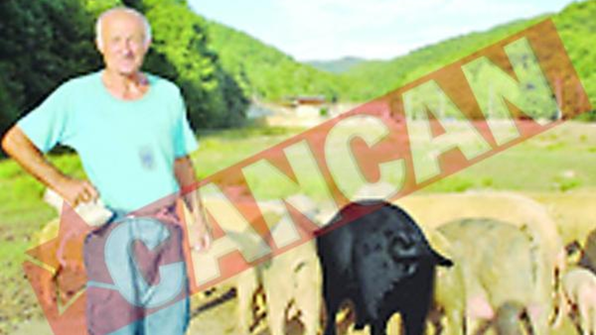Ferma de porci in baracile de mine