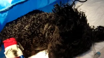 Un câine de numai două kilograme și-a salvat familia de la moarte. Ce a făcut patrupedul
