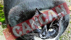 Pisica uriasa, pusa la slabit