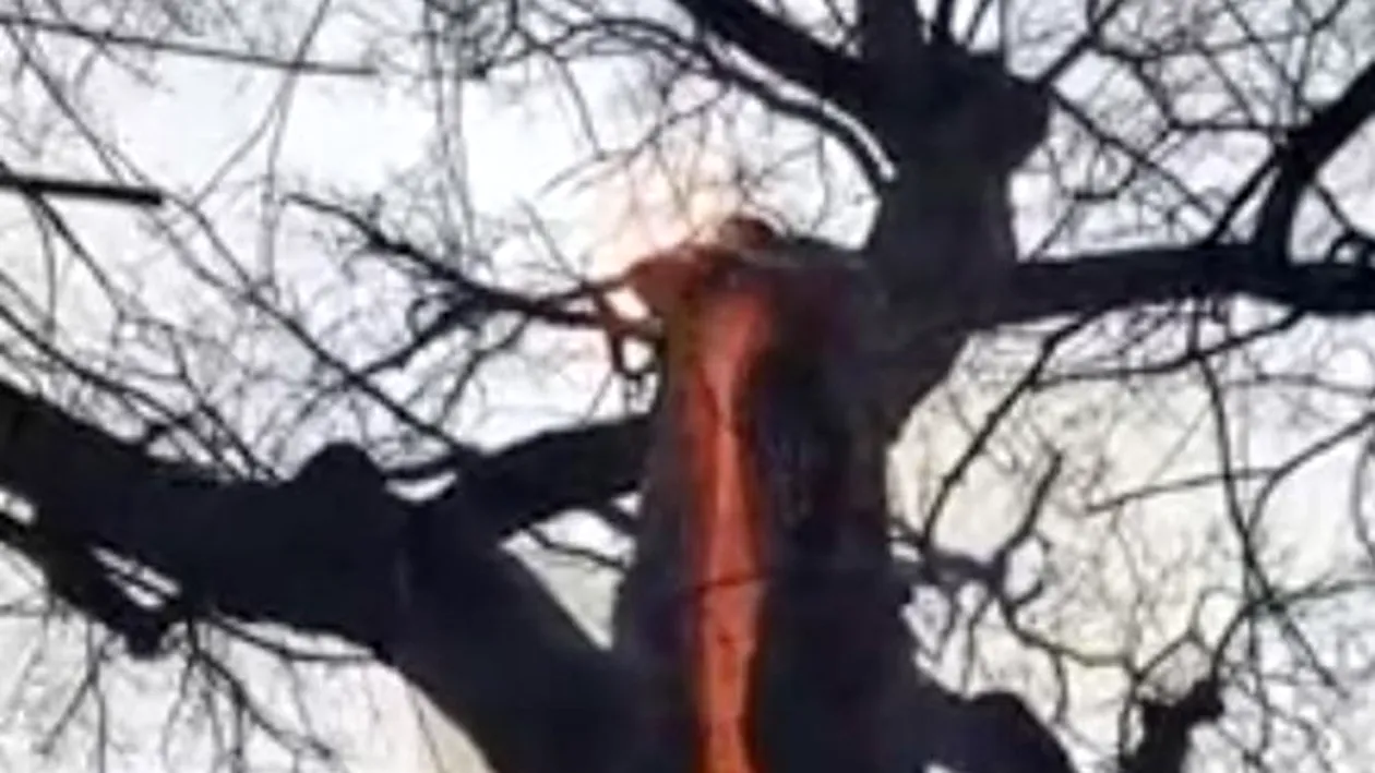 Copacul Diavolului. Ascunde un blestem de 500 de ani! Nu poate fi tăiat şi emană unde magnetice