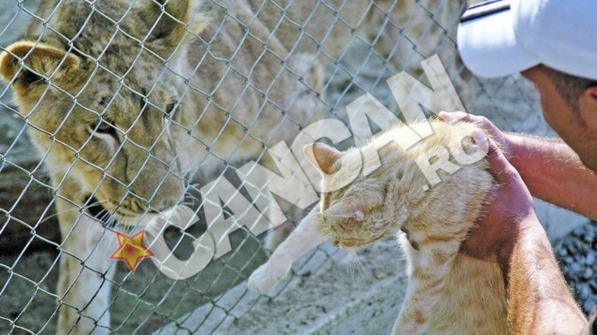 Leoaica Andy, tandra in clipa despartirii de prietenii de joaca si de familia adoptiva. Si-a luat adio