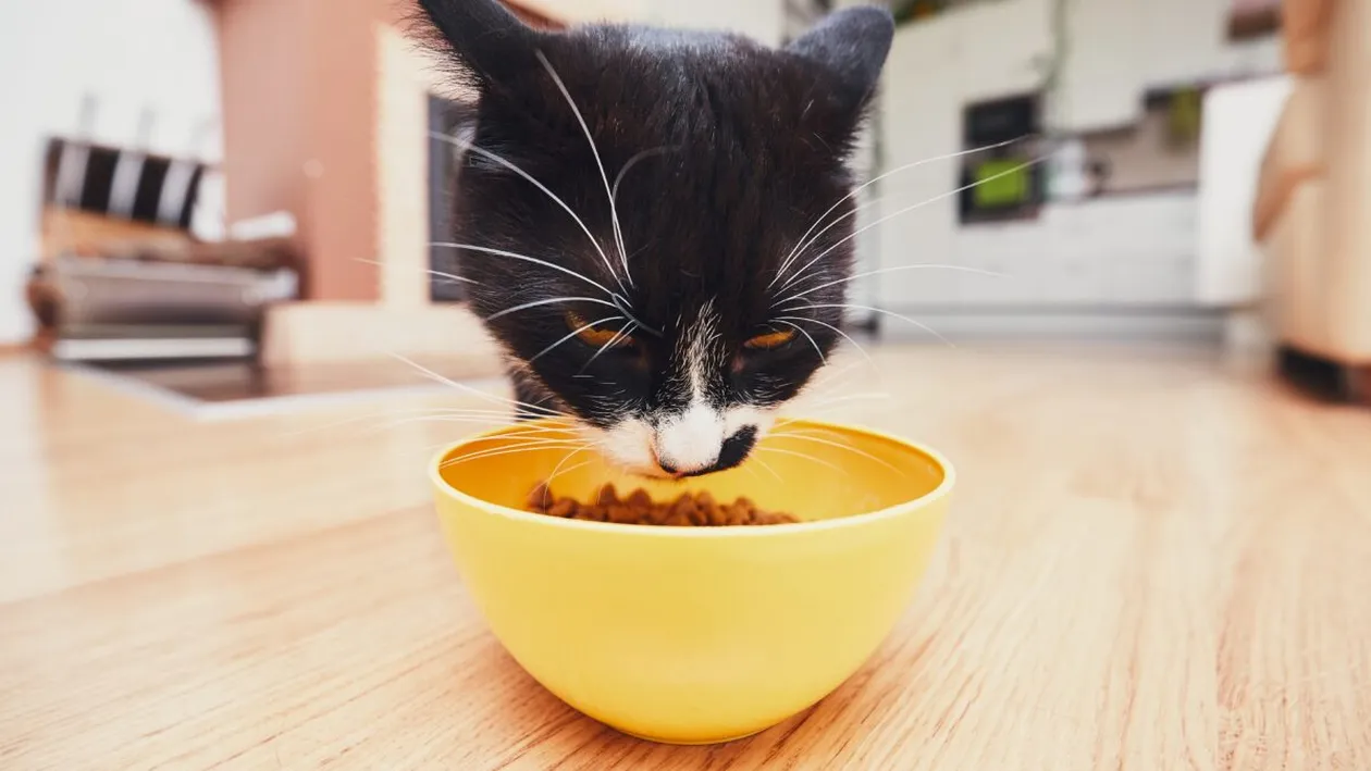 Știi de ce pisica ta nu își termină niciodată mâncarea din bol? O echipă de cercetători a aflat secretul