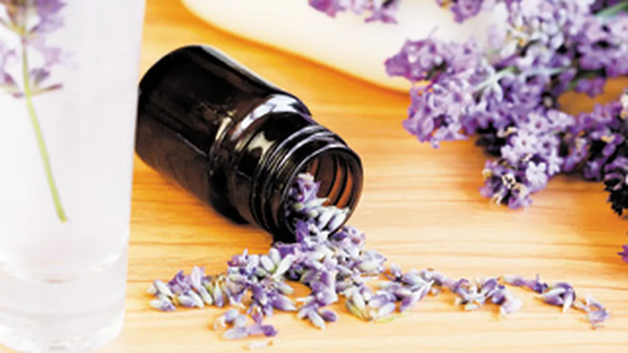 Remedii impotriva tantarilor! Ce plante ne scapa de sacaitoarele insecte