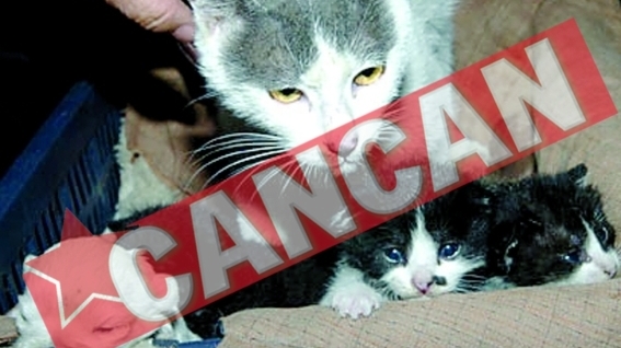 O pisica a fatat un caine?