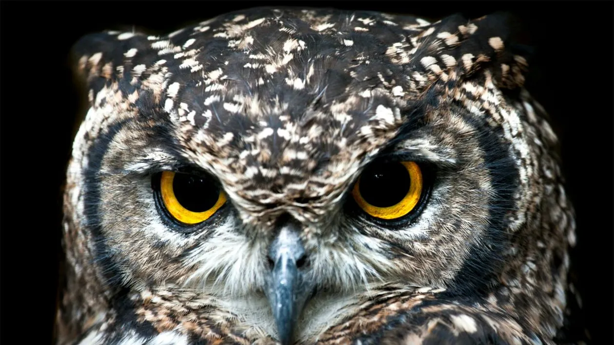Privirea care îți dă fiori: ce încearcă să spună, de fapt, o bufniță când te fixează cu ochii