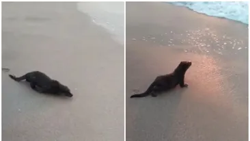 Animalul care a făcut senzație pe plajă, la Eforie Nord. Oamenii s-au speriat la început
