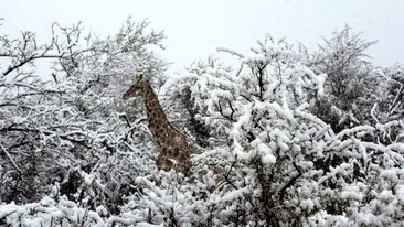 Clima o ia razna! A nins în Africa de Sud! Primele imagini cu animalele suprinse de zăpadă (video + foto)