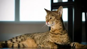 Topul celor mai scumpe pisici din lume! Ce rasă ajunge să coste cât un bolid de lux