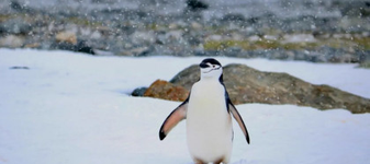 Poluare URIAȘĂ a pinguinilor din Antarctica. Emit până la 7 milioane de tone de metan pe an