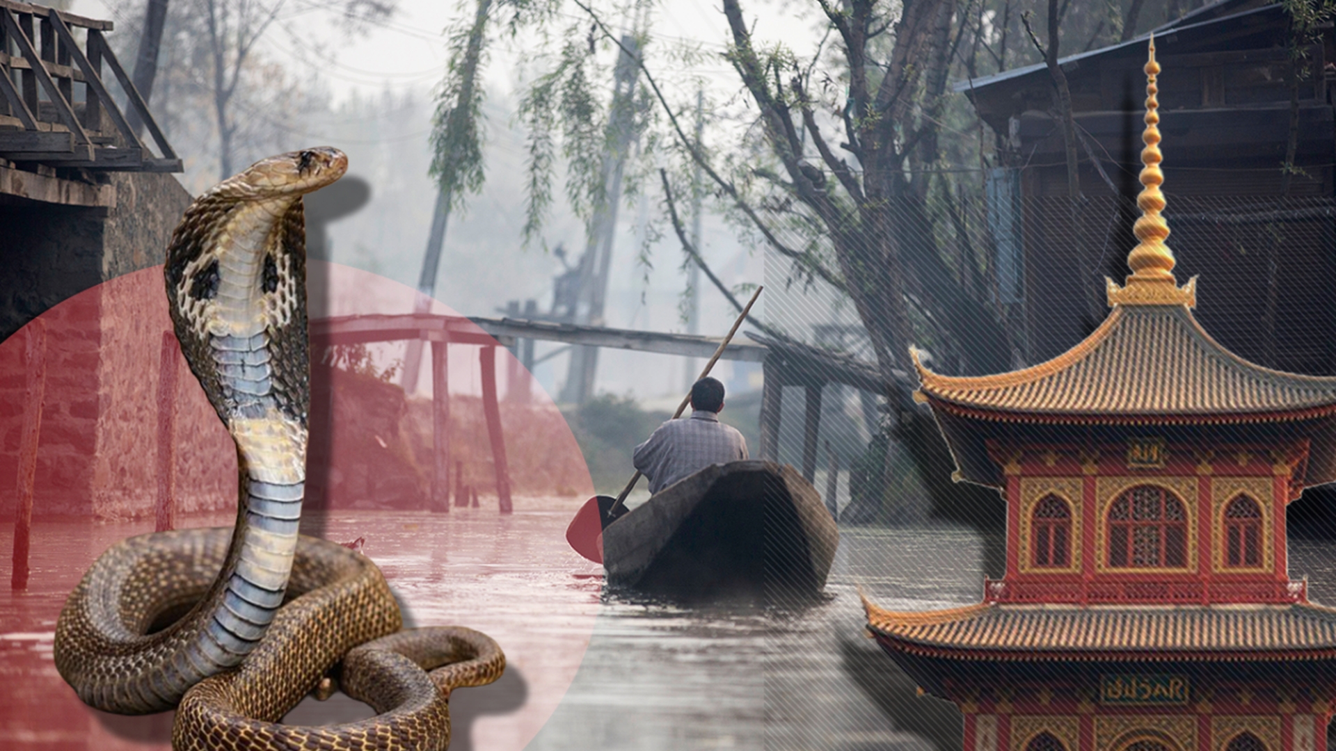 Invazie de cobre în China, după inundații. Sute de șerpi veninoși au scăpat din ferme, iar autoritățile sunt în alertă