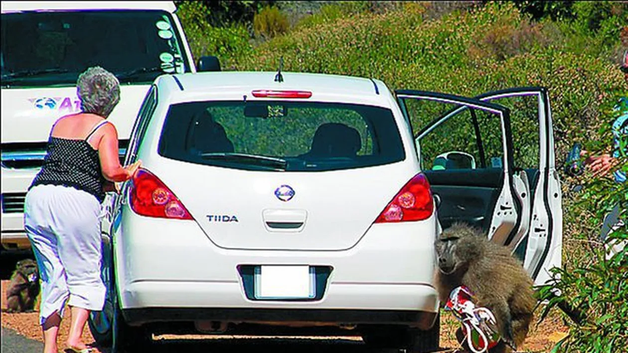 I-a furat poseta din masina