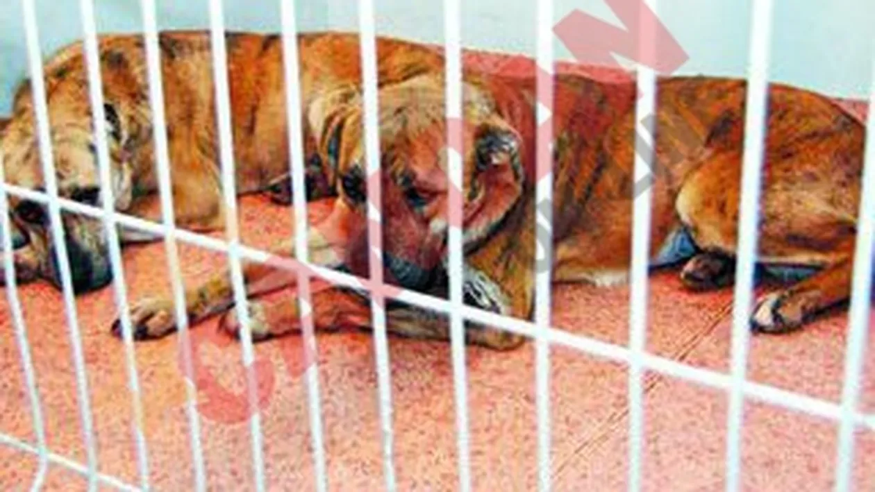 Cainii asasini, dati spre adoptie